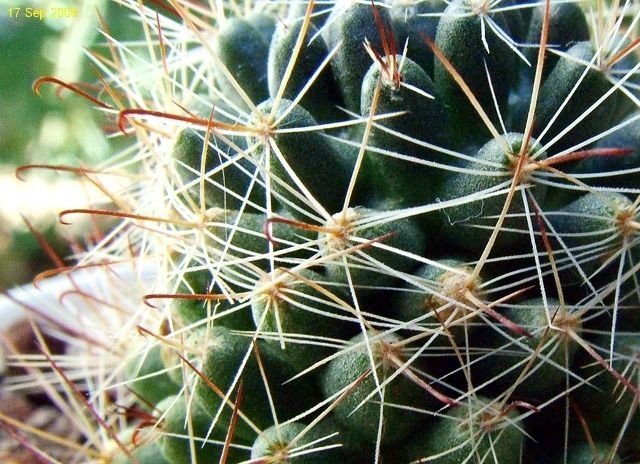 Mammillaria _fitkaui _06